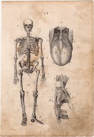 Anatómia I., litográfia 1852, német, 11x16 cm, könyv melléklet, nyomat, csontváz, csont, koponya, ín