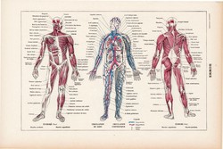 Az ember, nyomat 1923, francia, 19 x 29 cm, lexikon, eredeti, anatómia, izom, ér, csontváz, csont