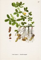 Amerikai - mogyoró (földimogyoró), színes nyomat 1961, növény, levél, virág