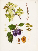 Szilva, színes nyomat 1961, növény, gyümölcs, lap alja levágva, 23 x 30 cm, virág
