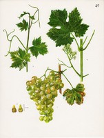 Szőlő (3), színes nyomat 1961, növény, gyümölcs, lap alja levágva, 23 x 30 cm, bor, borászat