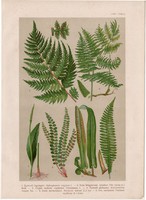 Magyar növények (64), litográfia 1903, színes nyomat, virág, bodorka, kígyónyelv, borda - haraszt