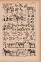 Ló, nyomat 1923, francia, 19 x 29 cm, lexikon, eredeti, testalkat, patkó, lovaglás, lovas