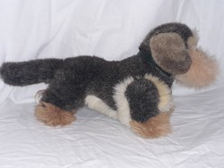 Large-sized steiff-haired dachshund dachshund dog puppy