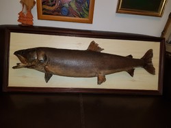 Kapitális LAZAC! Remekül preparált, örök darab! 95 cm hosszú a hal, a keret 106 cm, állat preparátum