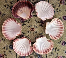 Shell kagylók - tengeri étkek tálalásához - 15X13 cm.es