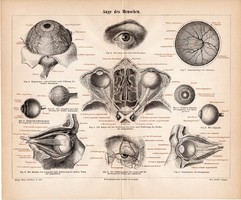 Szem, litográfia 1885, német, színes nyomat, anatómia, gyógyászat, ember, szemgolyó, szemüreg, régi