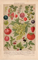 Bogyós gyümölcsök, litográfia 1892, színes nyomat, német nyelvű, gyümölcs, szőlő, szeder, eper