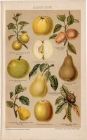 Magvas gyümölcsök, litográfia 1893, színes nyomat, német nyelvű, Brockhaus, körte, alma, gyümölcs
