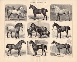 Lófajták, egyszínű nyomat 1894, német, eredeti, Brockhaus, ló, állat, arab, oldenburgi, magyar fajta