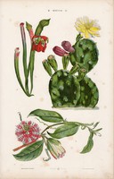 Fügekaktusz, kürtvirág, golgotavirág és magnólia, boglárka, litográfia 1885, eredeti, 26 x 42 cm
