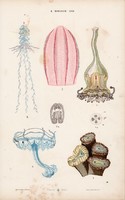 Medúza és amőba, hydra, medúza litográfia 1885, eredeti, 26 x 42 cm, nagy méret, állat, tenger