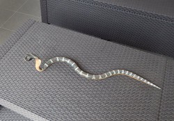 Kobra kígyó fából-50%