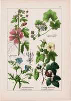 Gyapot, mályva, gólyaorr és citrom, orbáncfű, litográfia 1895, 17 x 25 cm, növény, virág