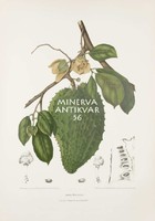 Antik botanikai illusztráció Annona graviola trópusi gyümölcs színes ceruzarajz Jáva Reprint nyomat