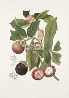 Antik botanikai illusztráció Mangosztán Garcinia trópusi egzotikus gyümölcs Jáva. Reprint nyomat