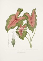 Old botanical illustration of variegated caladium bicolor plant color pencil drawing java reprint print