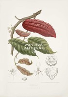 Régi botanikai illusztráció Kakaó, Theobroma cacao, egzotikus trópusi növény termés Reprint nyomat
