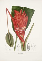 Antique botanical illustration of scarlet banana musa coccinea tropical exotic plants reprint print