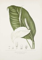  Vintage antik botanikai illusztráció - Vitorlavirág. Kitűnő minőségű reprint nyomat