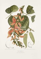  Vintage antik botanikai illusztráció - Papagájfa, Malabár-lakkfa. Kitűnő minőségű reprint nyomat