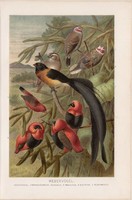 Szövőmadarak, litográfia 1894, színes nyomat, eredeti, német, Brehm, állat, madár, Afrika, süvöltő