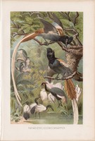 Paradicsom - légyvadász, litográfia 1894, színes nyomat, eredeti, német, Brehm, állat, madár, Afrika