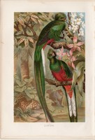 Kvézál, quetzal, litográfia 1894, színes nyomat, eredeti, német, Brehm, állat, madár, Amerika, közép