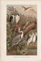 Bakcsó, gém, kócsag, litográfia 1894, színes nyomat, eredeti, német, Brehm, állat, madár, Amerika