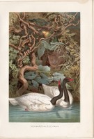 Feketenyakú hattyú, litográfia 1894, színes nyomat, eredeti, német, Brehm, állat, madár, Amerika dél