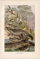Nílusi krokodil, litográfia 1894, színes nyomat, eredeti, német, Brehm, állat, Afrika, hüllő, folyó