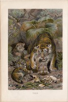 Tigris, litográfia 1894, színes nyomat, eredeti, német, Brehm, állat, ragadozó, Ázsia, macskafélék