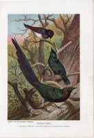 Csöricsék, litográfia 1907, színes nyomat, eredeti, magyar, Brehm, állat, madár, csöricse, pikkelyes