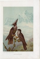 Sisakos kolibri, litográfia 1907, színes nyomat, eredeti, magyar, Brehm, állat, madár, oxypogon