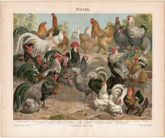 Tyúkok, színes nyomat 1888, német nyelvű, litográfia, eredeti, tyúk, fajta, madár, kakas, olasz
