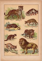Állatok (6), litográfia 1902, eredeti, kis méret, magyar, állat, tigris, macska, oroszlán, párduc