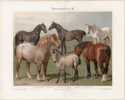 Lovak II., litográfia 1894, német nyelvű, eredeti színes nyomat, ló, állat, fajták, póni, oldenburgi