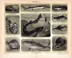 Halak II., litográfia 1894, magyar nyelvű, eredeti, színes nyomat, 1894, tok, sügér, lepényhal, hal