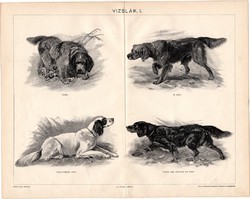 Vizslák I., egyszínű nyomat 1904, magyar nyelvű, eredeti, kutya, vadászkutya, szetter, griffon, ír