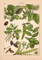 Barkásak és barkásak, litográfia 1885, 21 x 30 cm, eredeti, színes nyomat, barka, növény, virág