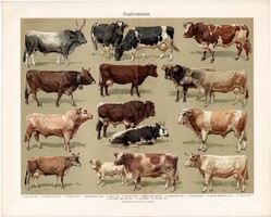 Szarvasmarha fajták (3), litográfia 1906, német, eredeti színes nyomat, háziállat, bika, állat marha