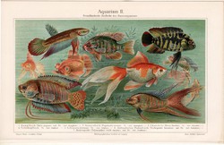 Akvárium II., színes nyomat 1903, német nyelvű, litográfia, eredeti, hal, szobaakvárium, dízhalak 