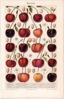 Cseresznye, színes nyomat 1906, német nyelvű, eredeti, litográfia, gyümölcs, fajta, virág, mag