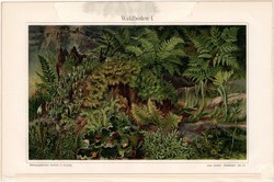 Erdei növényzet I., nyomat 1908, német, eredeti, litográfia, erdő, növény, moha, páfrány, zuzmó