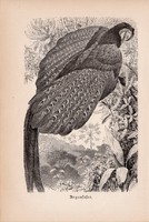 Argus fácán, egyszín nyomat 1894, német, eredeti, Tierleben, Az állatok világa, madár, állat, Európa