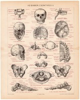 Az enber csontváza II., litográfia 1894, színes nyomat, eredeti, magyar nyelvű, koponya, csont, fog