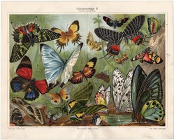 Pillangók II., 1908, színes nyomat, német nyelvű, eredeti, lepke, pillangó, egzotikus, litográfia