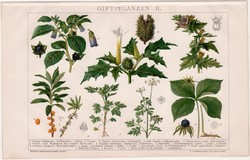 Mérgező növények II., litográfia 1895, színes nyomat, német nyelvű, növény, belladonna, régi