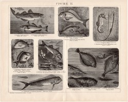 Halak II. és III., I., egyszínű nyomat 1893, német nyelvű, eredeti, hal, tenger, óceán, folyó, régi