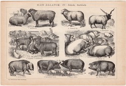 Háziállatok III. és IV., egyszínű nyomat 1892, magyar, Athenaeum, állat, szarvasmarha, sertés, juh